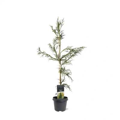 Afbeelding van Cryptomeria jap. Rasen 80 100 cm Conifeer Warentuin natuurlijk