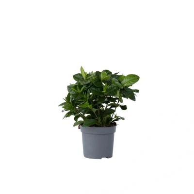Afbeelding van Gardenia Jasminoides Witte bloemen Pot 13cm Hoogte 20 30cm