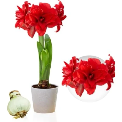 Afbeelding van Dutch Bulbs Amaryllis Bol Double Red Bloembollen 1 stuk Rood Bloem bollen