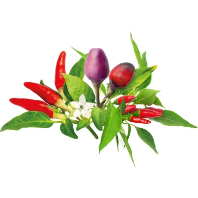 Afbeelding van Click &amp; Grow refill Chili Pepper Mix