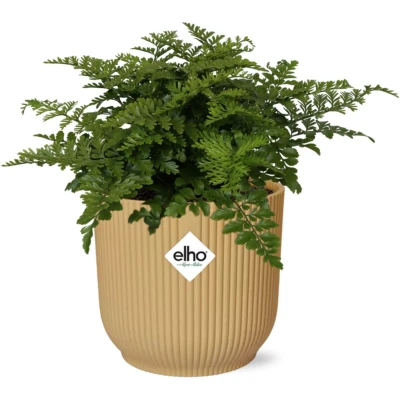 Afbeelding van Plantenboetiek.nl Asplenium Parvati in ELHO Vibes Fold geel Ø14cm 25cm hoog Kamerplant Groenblijvend