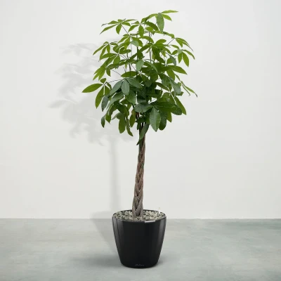 Afbeelding van Combideal Pachira Aquatica inclusief zelfwaterende pot Joy M 150cm