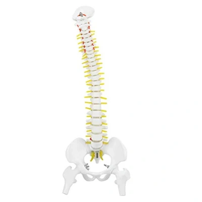 Afbeelding van Wervelkolommodel, Wervelkolommodel Met Standaard, 45 Cm Verwijderbaar Flexibel Menselijk Voor Skeletanatomie Studieonderwijs, 5 Rollen