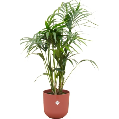 Afbeelding van Kentia palm + elho Jazz Round tuscan red Ø23 130 cm