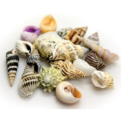 Afbeelding van Hobby Aquariumdecoratie, zeeschelpen grote in deco glazen pot 1 l