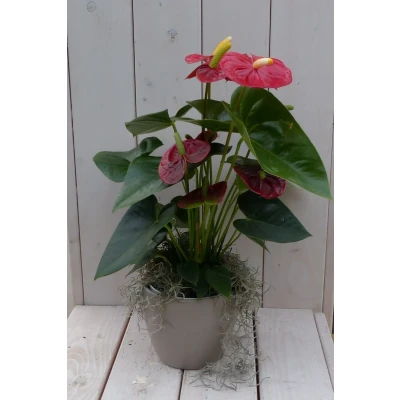 Afbeelding van Flamingoplant Anthurium rood in taupe pot 40 cm Warentuin Natuurlijk