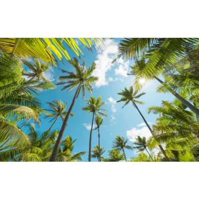 Afbeelding van Komar Vliesbehang Coconut Heaven (9 stuks)