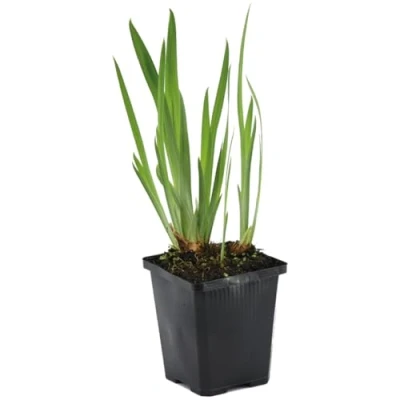 Afbeelding van Iris &#039;Kaempferi&#039; Japanse Vijverplant Winterhard ⌀9 cm 20 30