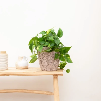 Afbeelding van Epipremnum Aureum 40cm