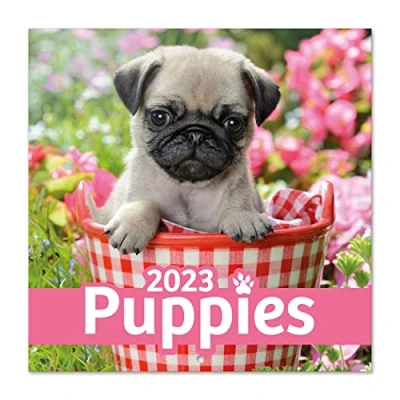 Afbeelding van Grupo Erik CP23037 Kalender 2023 Dogs Simon K &amp; Greg C wandkalender 12 Maanden Broschürenkalender 30x30 cm Fsc gecertificeerde +Bonus 4 maanden,