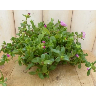 Afbeelding van 3 stuks! Portulaca eenjarig roze Warentuin natuurlijk