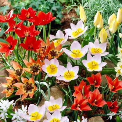 Afbeelding van Dutch Bulbs Tulpen &#039;Botanische Mix&#039; Bloembollen 50 stuks Meerkleurig