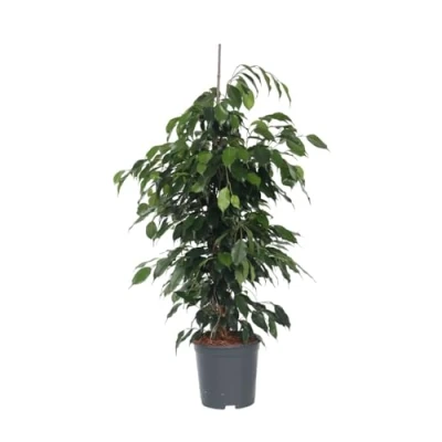 Afbeelding van Ficus benjamina &#039;Danielle&#039; Kamerplant Pot 21cm Hoogte 100 110cm Danielle P21