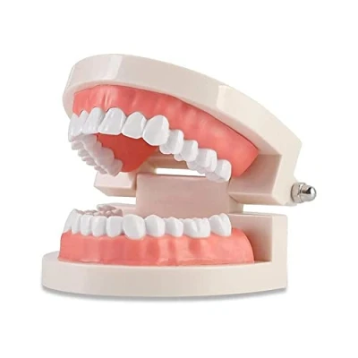 Afbeelding van WANGCL Tanden Dental Demonstratie Model Tand Tandmodel Anatomisch voor Tandheelkundige Onderwijs of Mondverzorging