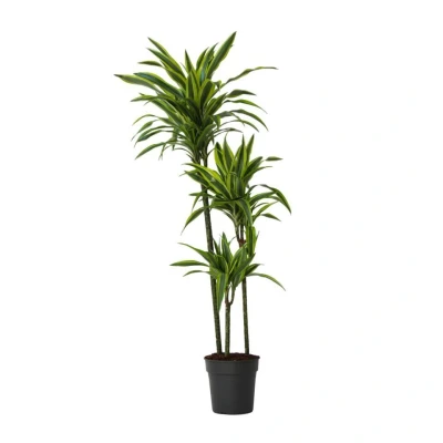 Afbeelding van Dracaena fragrans Deremensis Lemon Lime Pot 24cm Hoogte 130 140cm