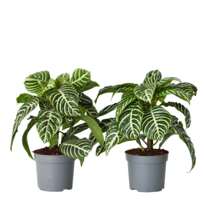 Afbeelding van Aphelandra Set van 2 Zebraplant Pot 13cm Hoogte 25 45cm
