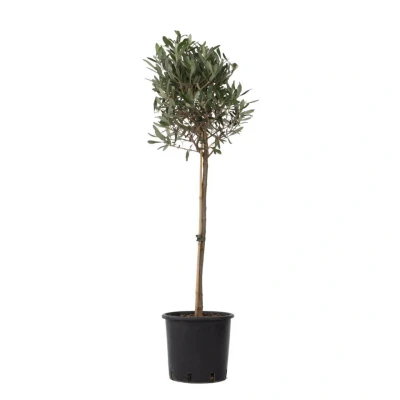 Afbeelding van Olea Europaea Winterharde olijfboom op stam Pot 21cm Hoogte 90 100cm