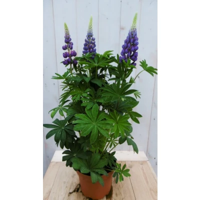 Afbeelding van Lupinus blauw 50 cm Warentuin natuurlijk