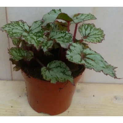 Afbeelding van Kamerplant Mini blad Begonia Grijs Begoniaceae Warentuin Natuurlijk