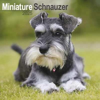 Afbeelding van Miniatuur Schnauzer Kalender 2025