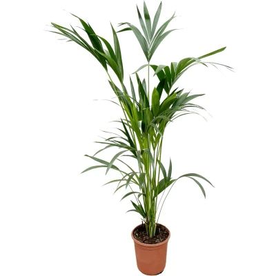 Afbeelding van Kentia Palm