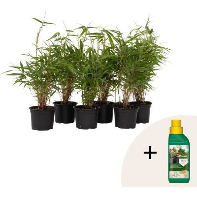 Afbeelding van Plant in a Box Set van 6 Fargesia Rufa Pokon Niet woekerende bamboe winterhard Pot 13cm Hoogte 25 40cm