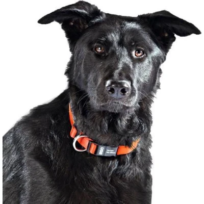 Afbeelding van Dog Tag USB Collar Red, taglia M.