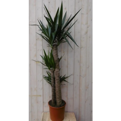 Afbeelding van Kamerplant Yucca 160 cm Warentuin Natuurlijk