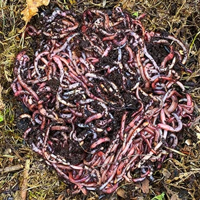 Afbeelding van Compostwormen 1kg (ca. 2,000 st.) ﻿Eisenia levende regenwormen, composteer uw organisch afval Voor wormenbakken/compostbakken/tuin