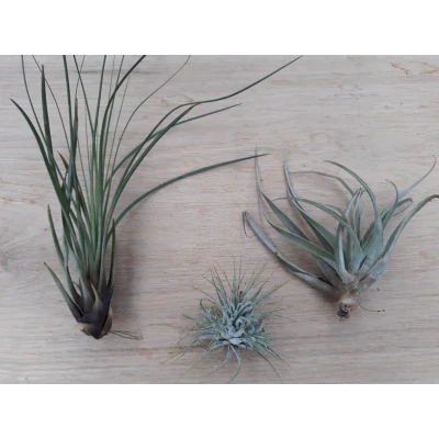Afbeelding van 3 stuks! Kamerplant Tillandsia Warentuin Natuurlijk