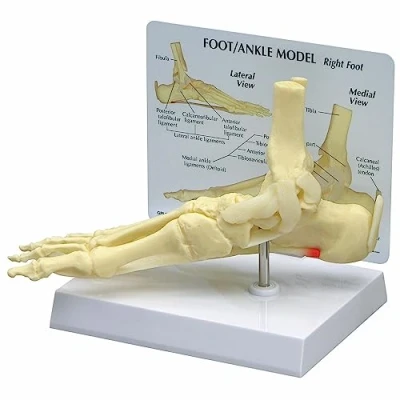 Afbeelding van GPI Anatomicals Voet en enkel bot model met steun uitlegkaart