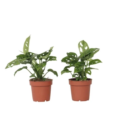 Afbeelding van Monstera Monkey Mask Set van 2 Pot 12cm Hoogte 20 30cm