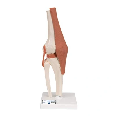 Afbeelding van 3B Scientific A82 Functioneel kniegewricht + gratis anatomiesoftware slimme anatomie