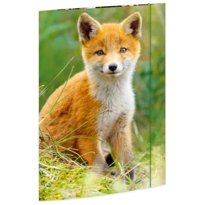 Afbeelding van RNKVERLAG tekenmap Fox 320 x 430 mm, voor formaten tot DIN A3 met elastische sluiting, 1 stuk