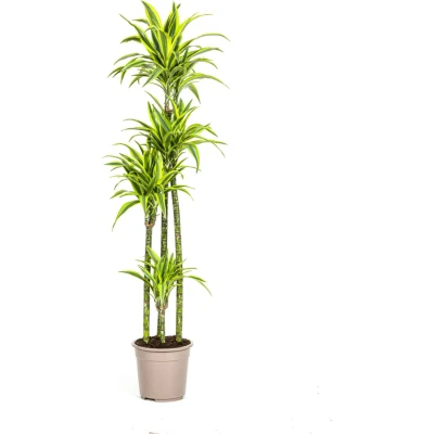 Afbeelding van Plantenboetiek.nl Dracaena Deremensis Lemon Lime Ø27cm 180cm hoog Kamerplant Groenblijvend
