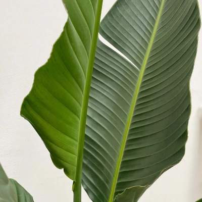 Afbeelding van Strelitzia Augusta multi stam 180cm