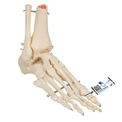 Afbeelding van 3B Scientific A31 Model van voet en enkelskelet + gratis anatomiesoftware slimme anatomie