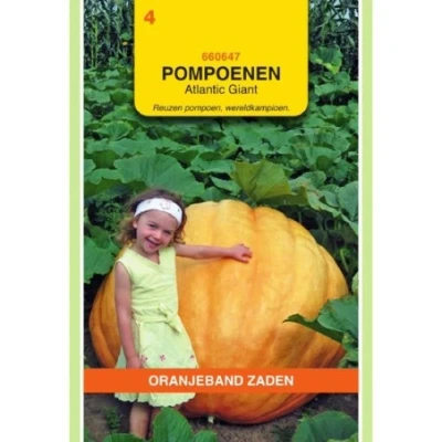 Afbeelding van Pompoenen atlantic giant