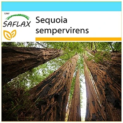 Afbeelding van SAFLAX Cadeauset Kustsequoia 50 Zaden Met geschenkdoos, kaart, etiket en potgrond Sequoia sempervirens