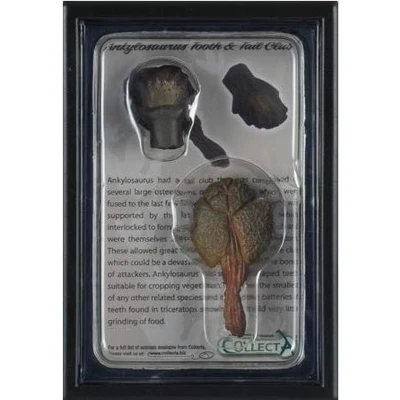 Afbeelding van Collecta Prehistorie: Tand En Staart Ankylosaurus 11,5 Cm Lichtbruin