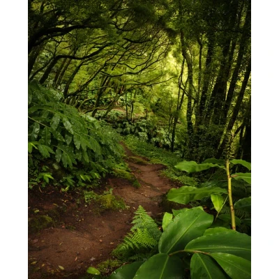 Afbeelding van Komar Vliesbehang Hefele The path (1 stuk)