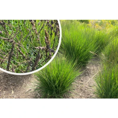 Afbeelding van Pijpestrootje Molinia caerulea &#039;Moorhexe&#039;