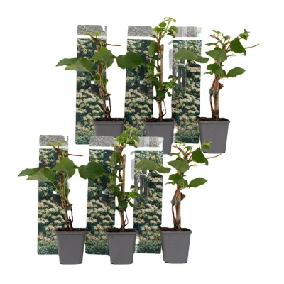 Afbeelding van Hydrangea &#039;Petiolarisâ Set van 6 Klimhortensia Pot 9cm Hoogte 25 40cm