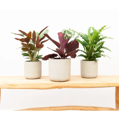 Afbeelding van Combideal Calathea Compactstar + Shinestar Bluegrass