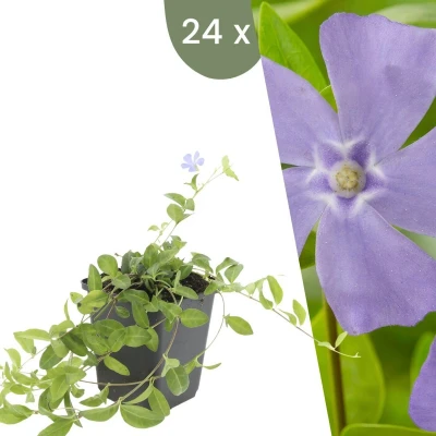 Afbeelding van Plants by Frank 24 Blauwe Maagdenpalm planten Vinca minor Winterharde bodembedekker tuinplanten vaste meerjarig