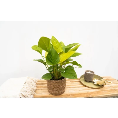 Afbeelding van Homalomena Lemon Lime 30cm