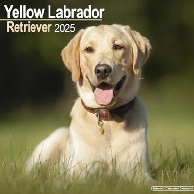 Afbeelding van Labrador Retriever Blond Kalender 2025