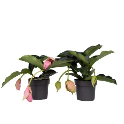 Afbeelding van Medinilla Magnifica Set van 2 Pot 17cm Hoogte 40 50cm