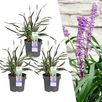 Afbeelding van Plants by Frank 3 Liriope muscari &#039;Ingwersen&#039; XL Siergrassen winterhard 3x Ø 14 cm vaste planten Winterharde siergras