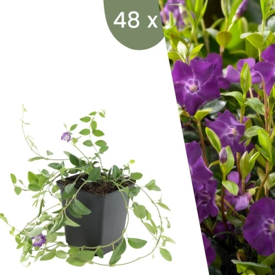 Afbeelding van Plants by Frank 48 Paarse Maagdenpalm planten Vinca minor &#039;Atropurpurea&#039; Winterharde bodembedekker tuinplanten vaste meerjarig